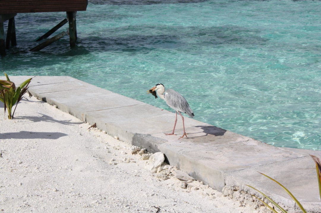 Fischreiher Lily Beach Resort & Spa