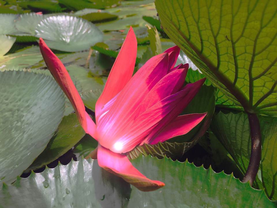 Lobby The Grand Southsea Khaolak Beach Resort
