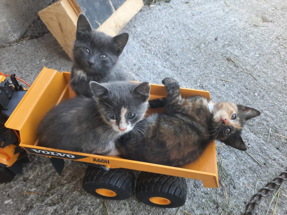 Sonstiges Appartement Reitlhof