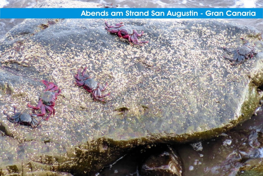 Strand Corallium Beach by Lopesan Hotels - Adults only