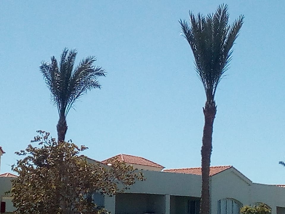 Gartenanlage Pickalbatros Dana Beach Resort - Hurghada