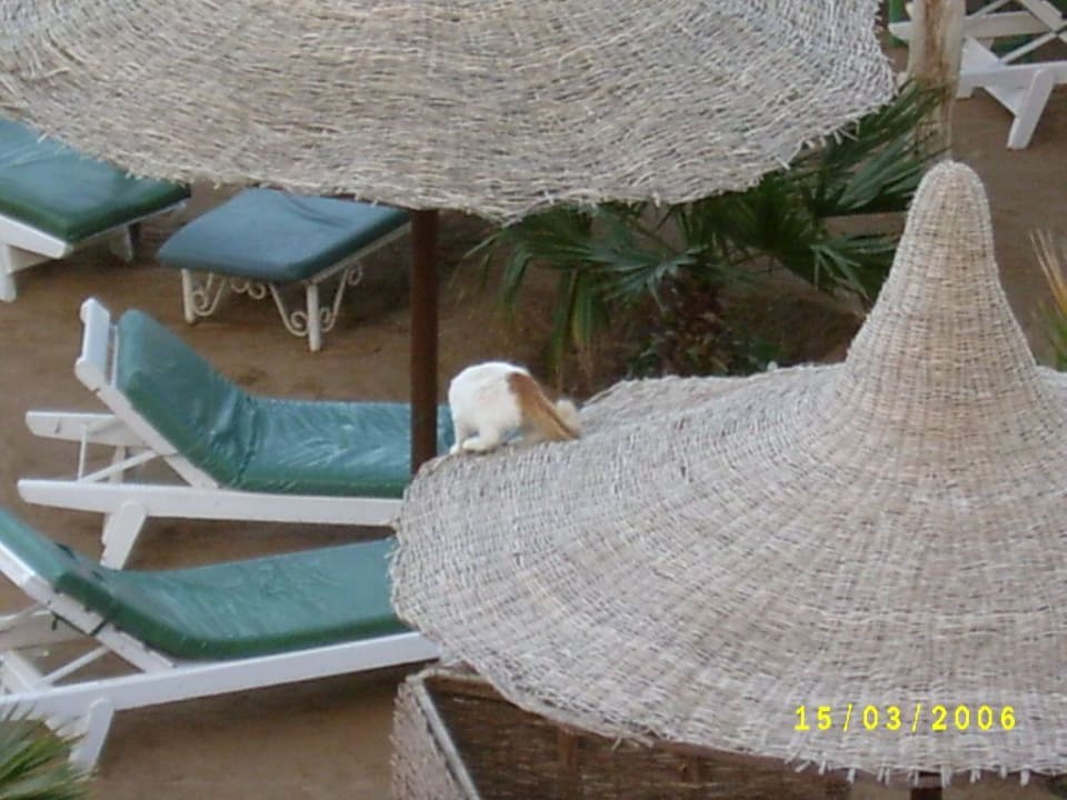 Katze auf dem Dach Giftun Azur Resort
