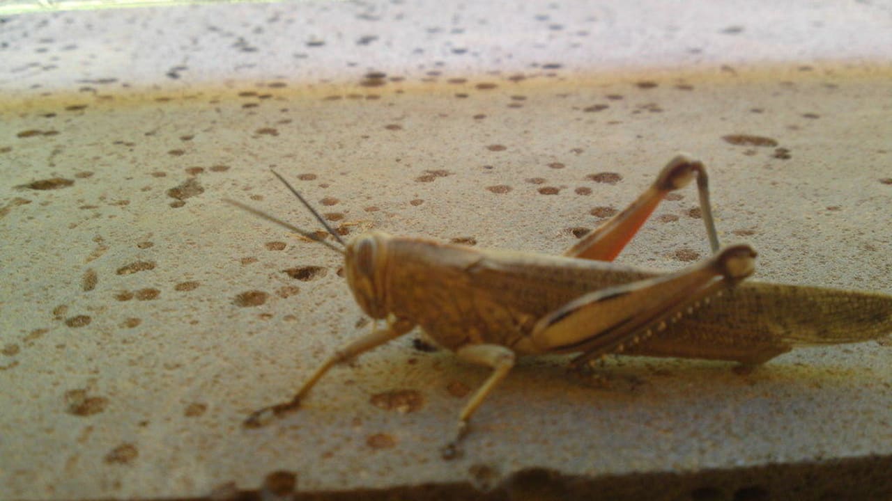 Mitbewohner SBH Club Paraiso Playa