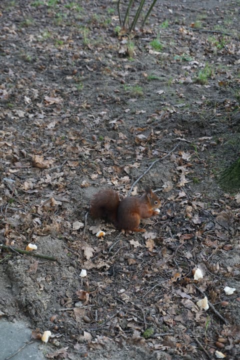 Besuch auf der Terrasse  Ferienpark Landal De Lommerbergen