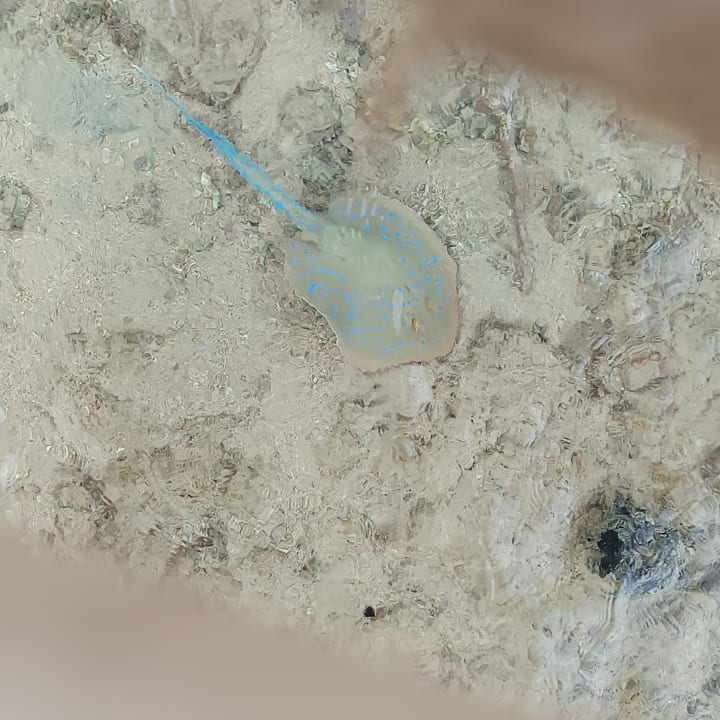 Strand Stella Beach Resort & Spa Makadi Bay