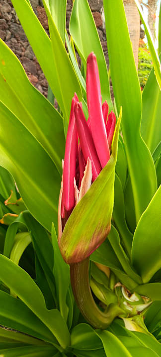 Gartenanlage Occidental Jandía Royal Level - Adults only