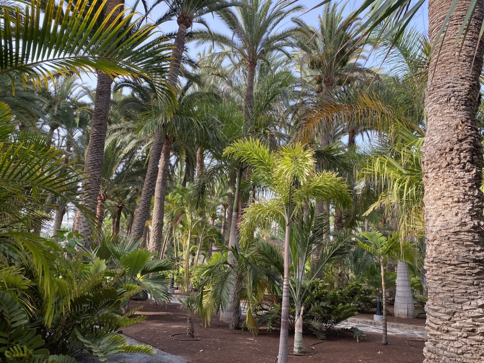 Gartenanlage Hotel Riu Palace Oasis