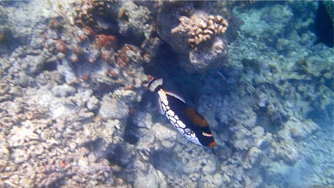 Sonstiges Vilamendhoo Island Resort & Spa