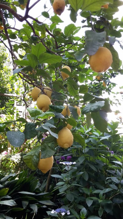 Gartenanlage Hilton Sorrento Palace