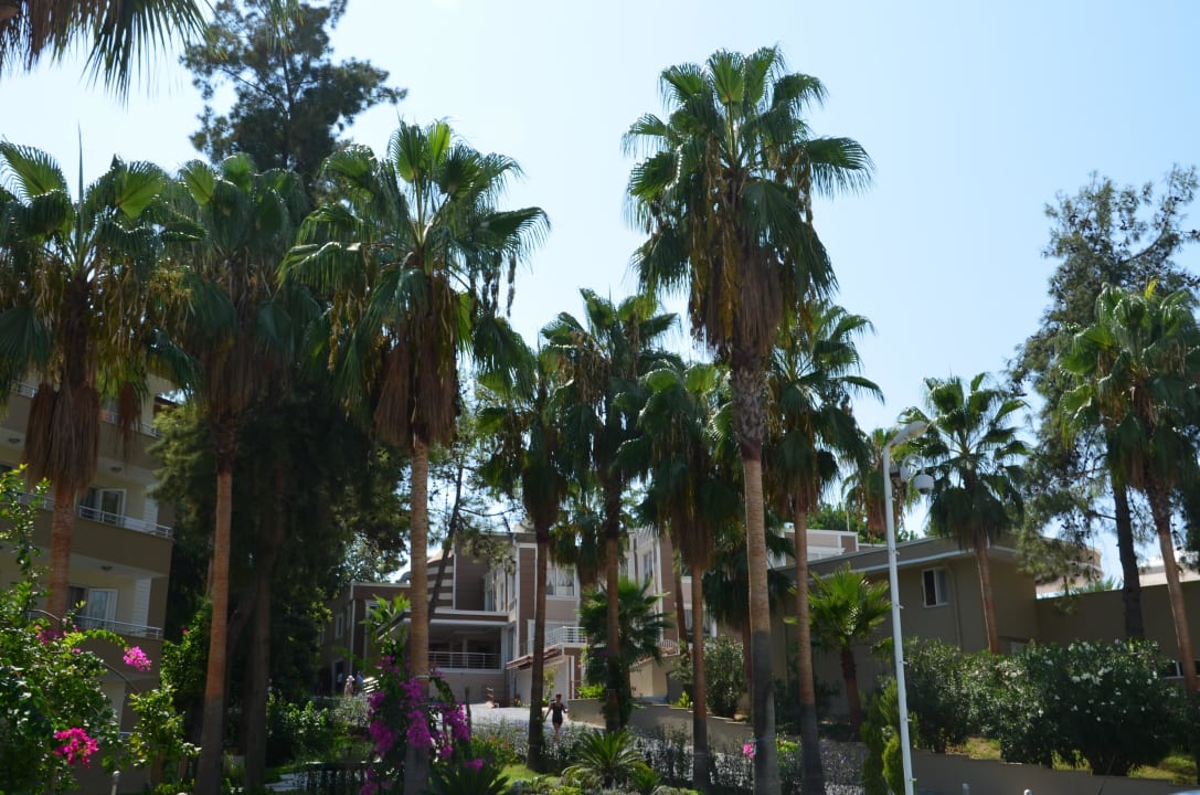 Palmen in der ganzen Anlage;) Club Sidelya Hotel