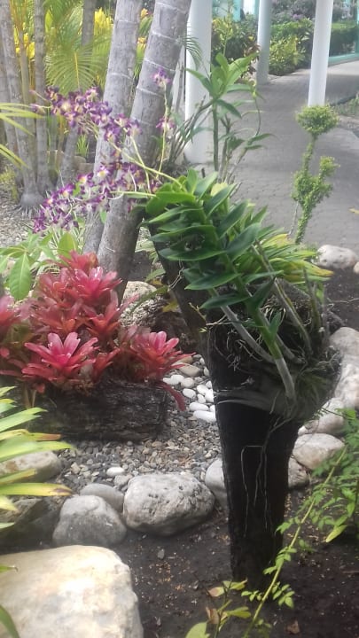 Gartenanlage Grand Paradise Playa Dorada