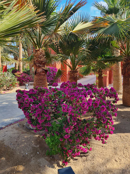 Sonstiges Sheraton Miramar Resort El Gouna