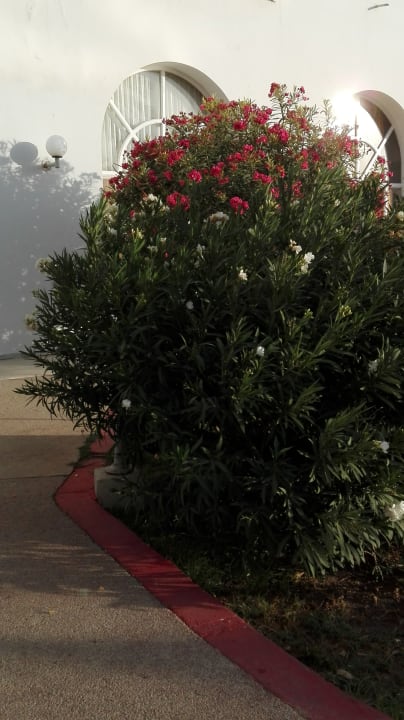 Gartenanlage Hotel Jinene