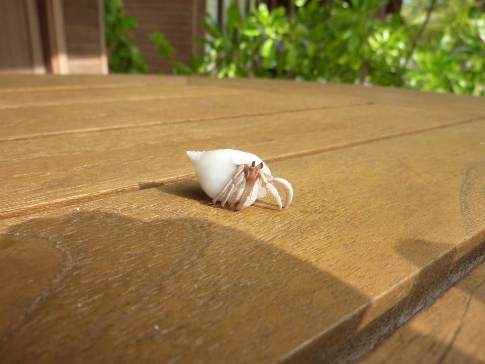 Kleiner Einsiedlerkrebs Meeru Maldives Resort Island