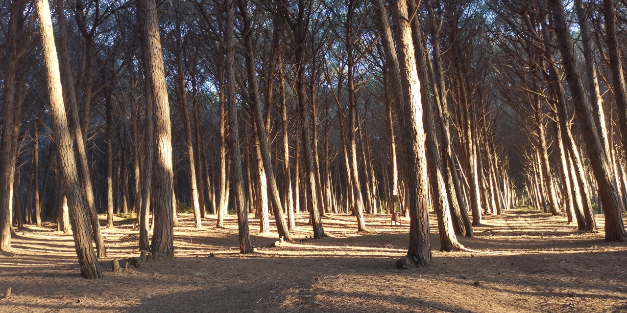 Gartenanlage TUI MAGIC LIFE Calabria