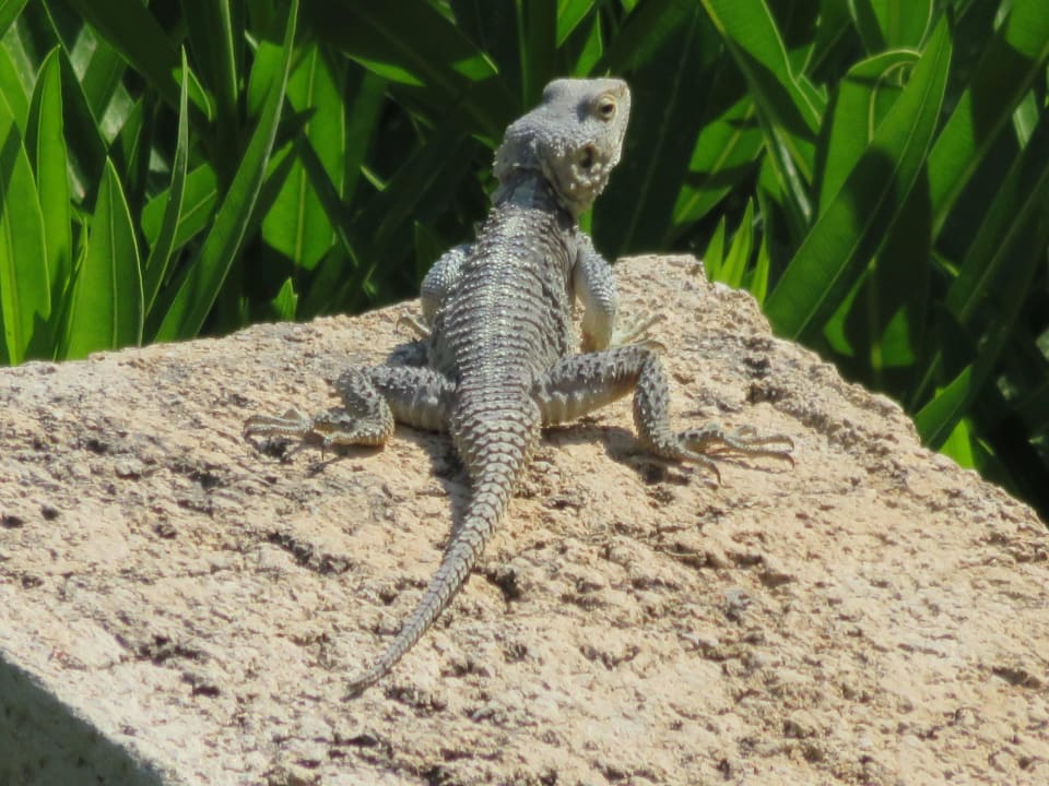 Blick vom Balkon Lindos Mare, Seaside Hotel