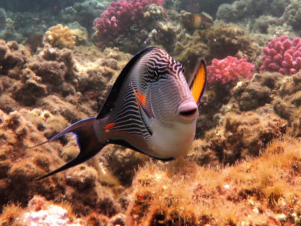 Sport & Freizeit Shams Alam Beach Resort