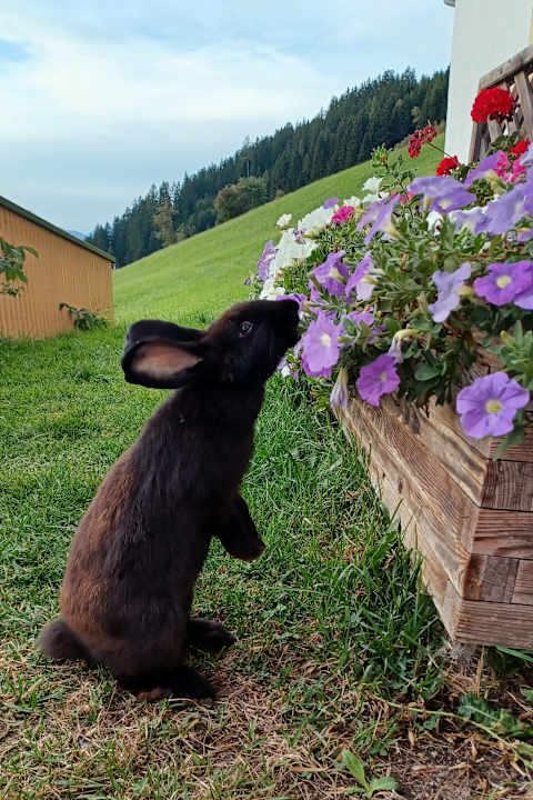 Sonstiges Almgasthof Talblick