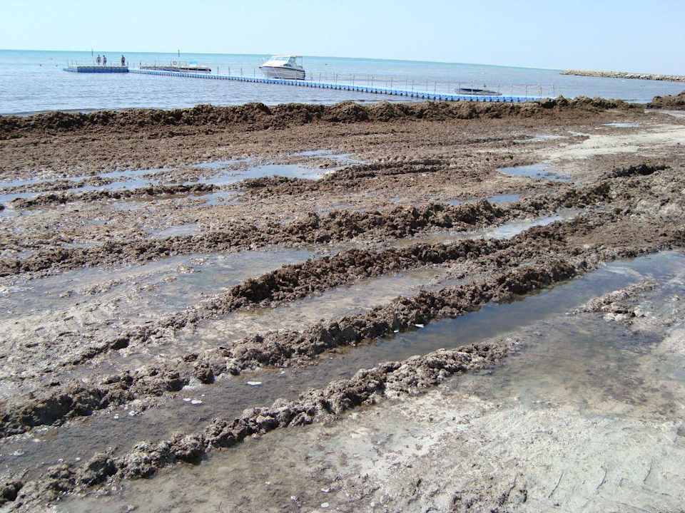 Nur Algen am Strand Hotel Bravo Djerba