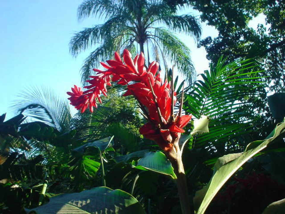 Tropischer Garten Pousada Aparas