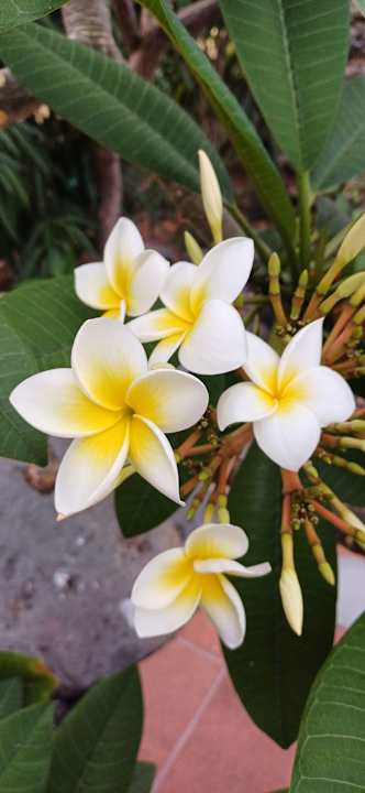 Gartenanlage Hacienda San Jorge