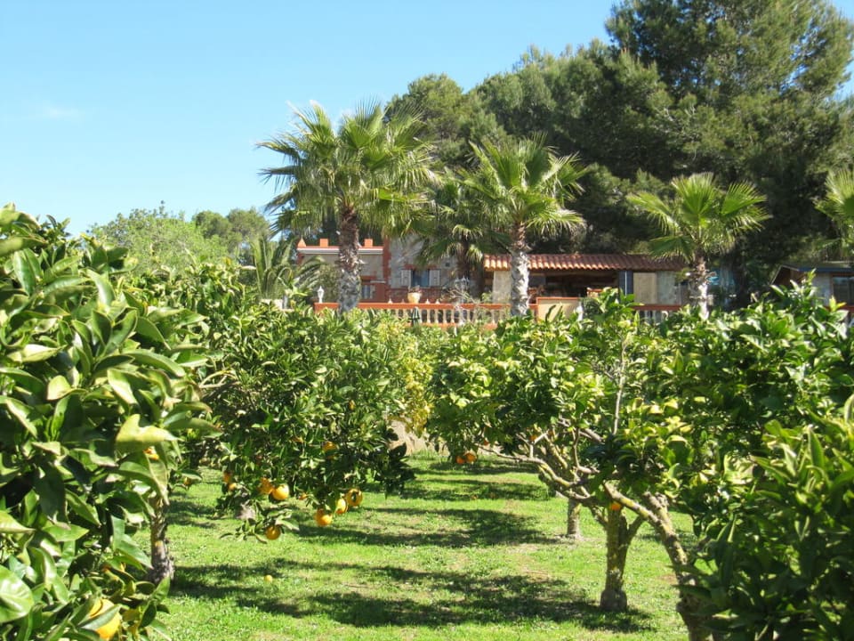 Orangenhain und Hotel Finca Montana