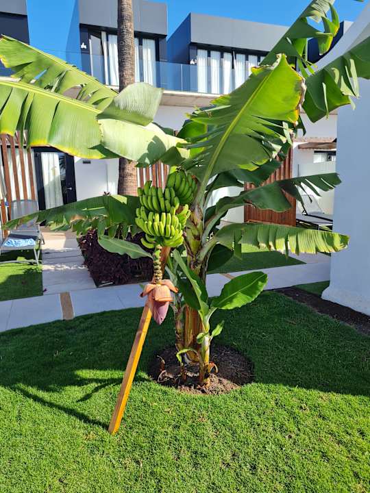 Gartenanlage Club Maspalomas Suites & SPA