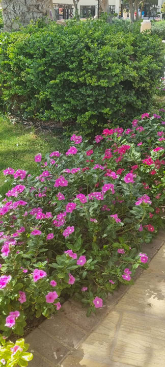 Gartenanlage Steigenberger ALDAU Beach Hotel