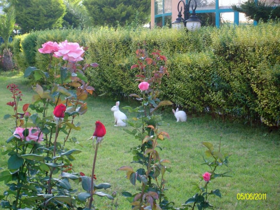 Kaninchen im Hotelgarten Grand Uysal Beach & Spa Hotel
