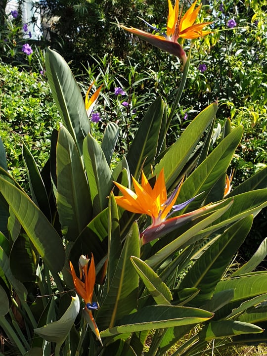 Gartenanlage Xanadu Resort Hotel