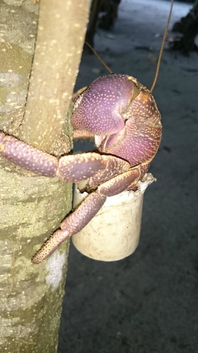 Krabbe mit Plastikbecher Filitheyo Island Resort