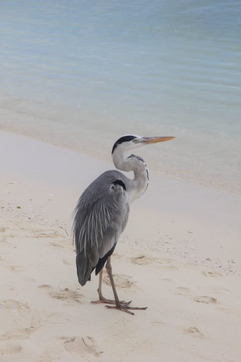Wunderschöne - die sind überall Kuramathi Maldives