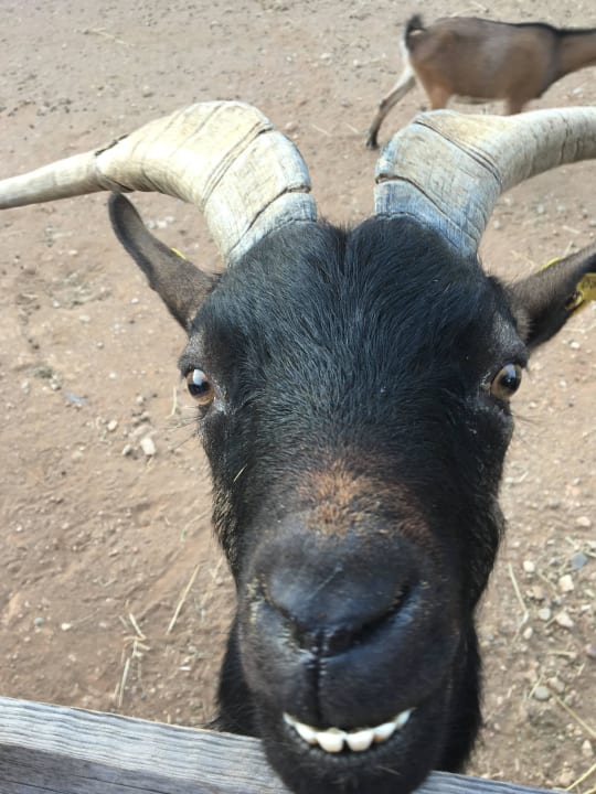 Lustige Ziege Atlantica Plimmiri