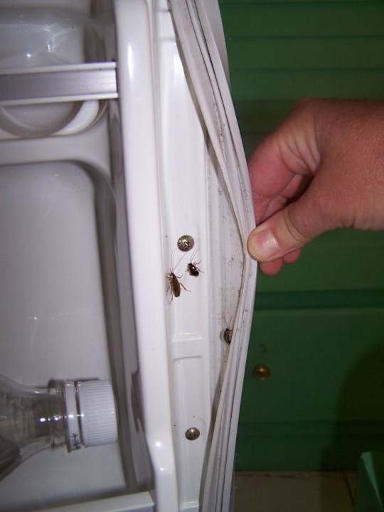 Schaben im Kühlschrank Hotel Sea View