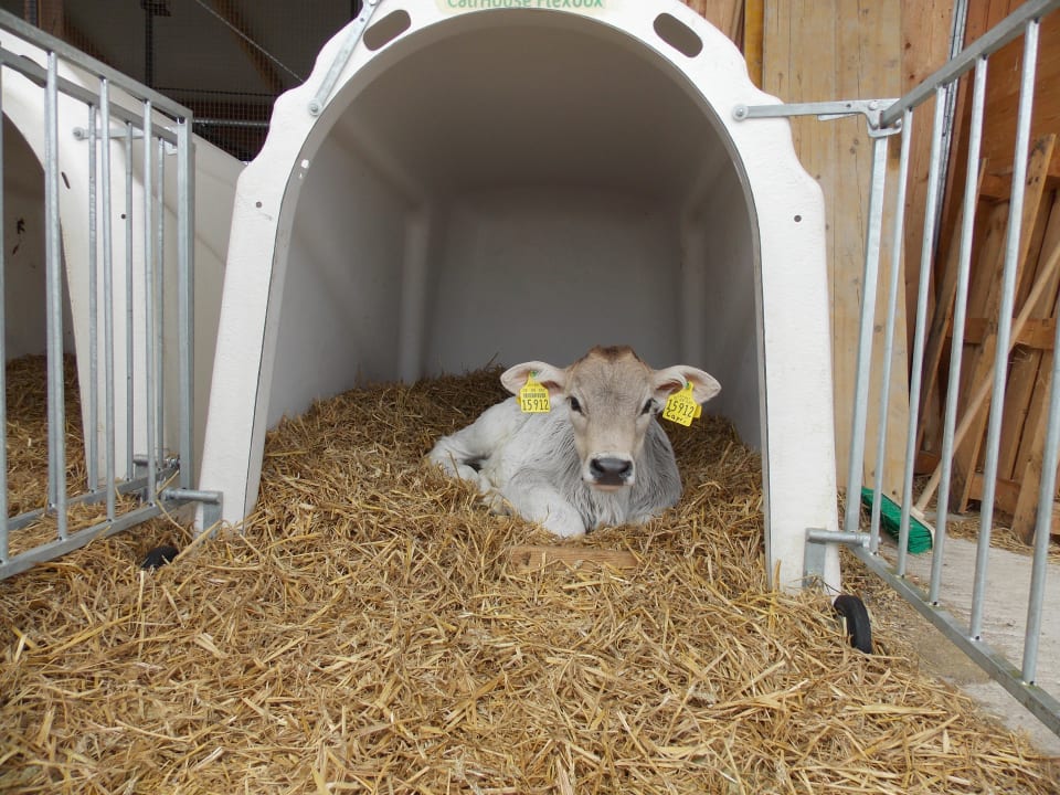 Sonstiges Ferienhof - Bauernhof Hefele