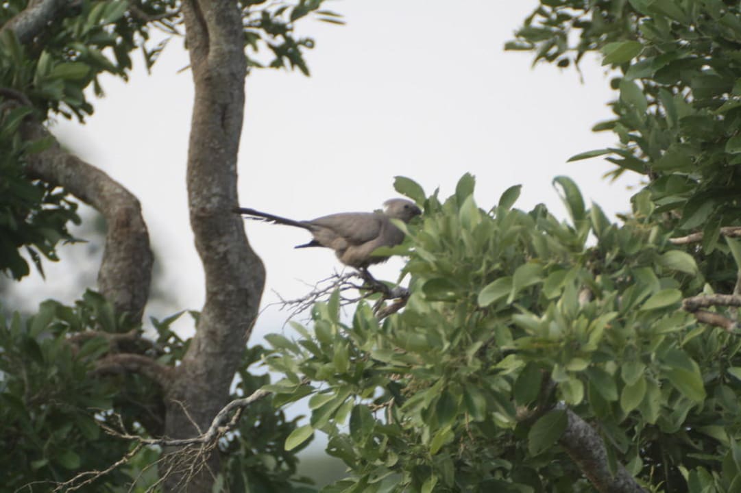 Ausblick Zelt Nr 15 Restcamp Lower Sabie