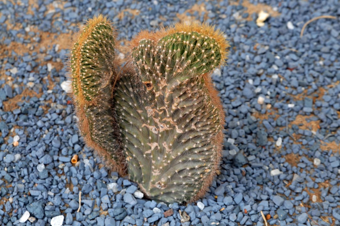 Gartenanlage Jaz Makadi Saraya Resort