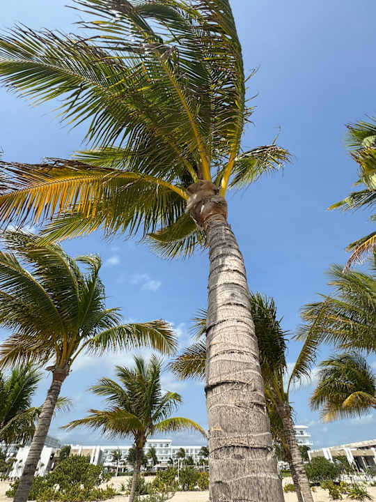 Strand Hotel Riu Latino - Adults Only