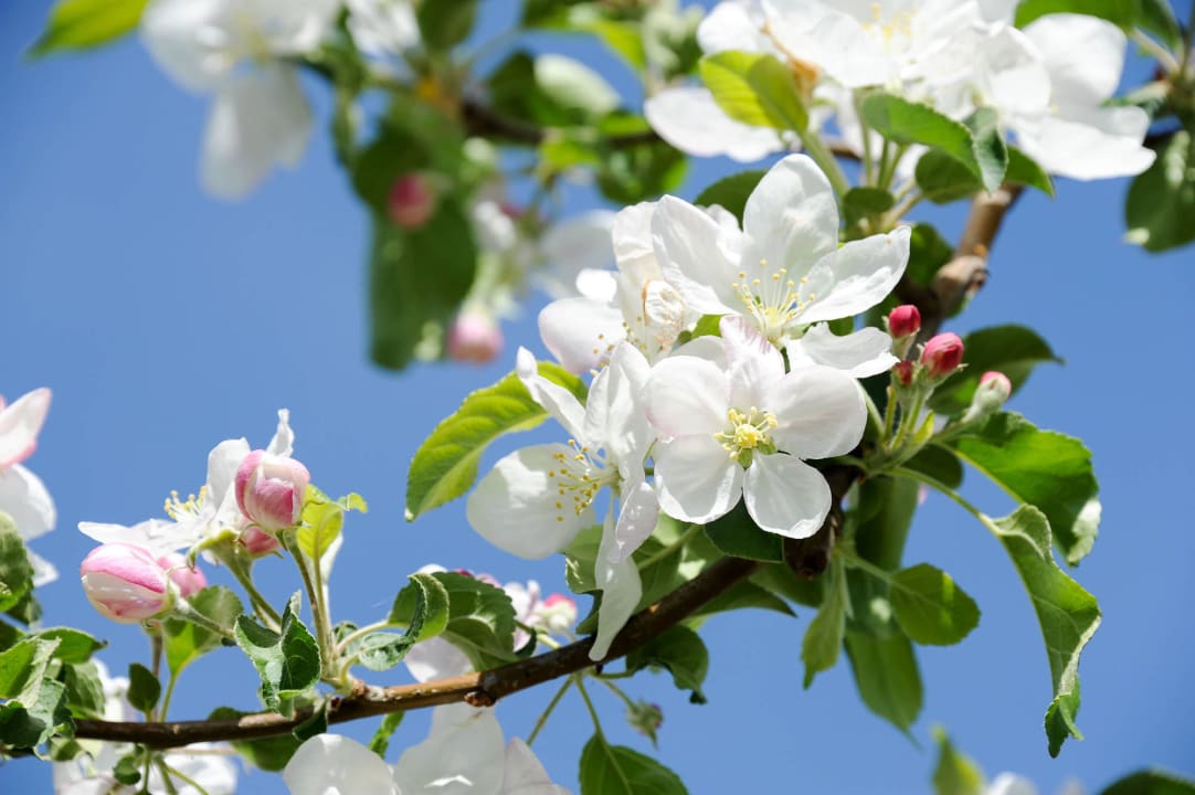 Frühling mit Obstbaumblüte  Hotel Sonnenhof