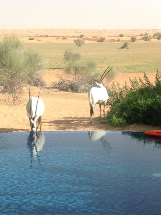 Al Mahas am Privatpool Al Maha, A Luxury Collection Desert Resort & Spa
