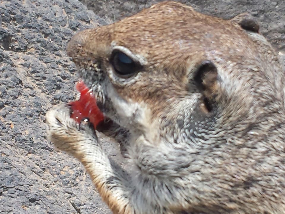 Strand Apartment Palm Garden By LIVVO