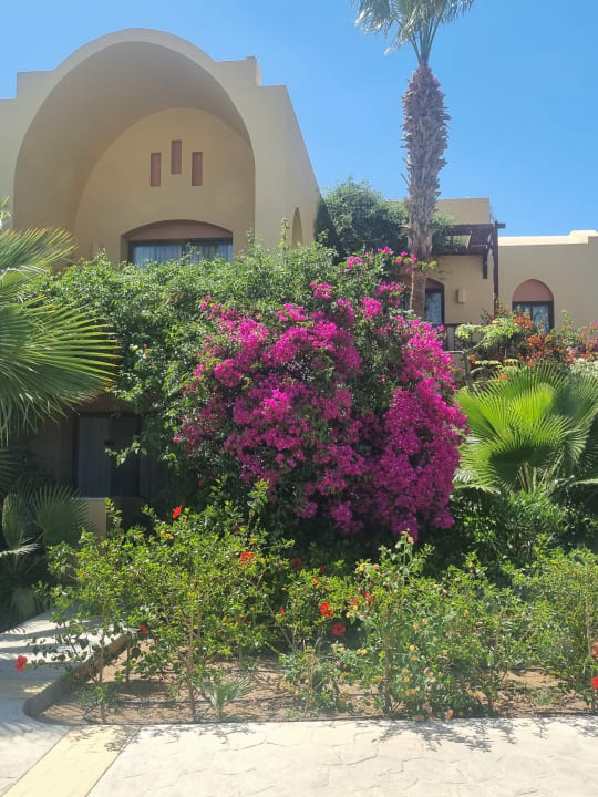 Gartenanlage Steigenberger Coraya Beach - Adults only