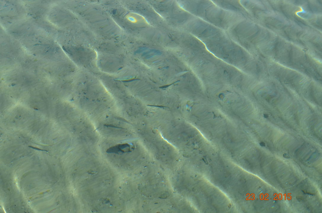 Рыбки у берега Menaville Safaga