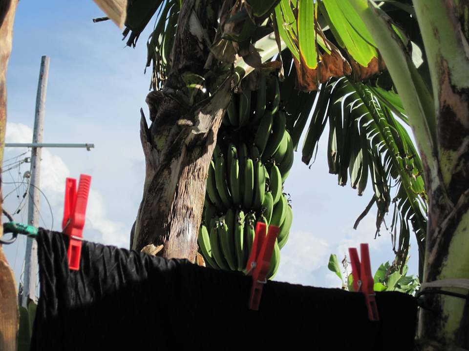 Wäscheleine An Bananenstaude.... Grand Muthu Club Caribbean Runaway Bay