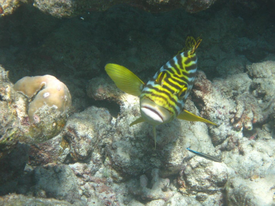 Unterwasserwelt am Hausriff NH Collection Maldives Reethi Resort