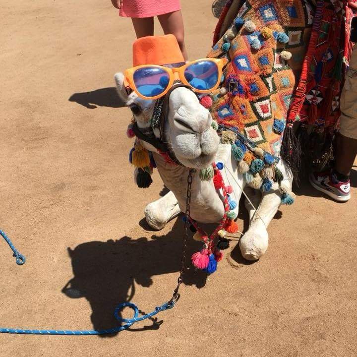 Casanova am Strand  Desert Rose