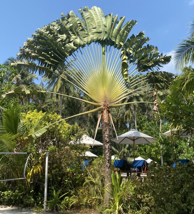 Gartenanlage Vilamendhoo Island Resort & Spa