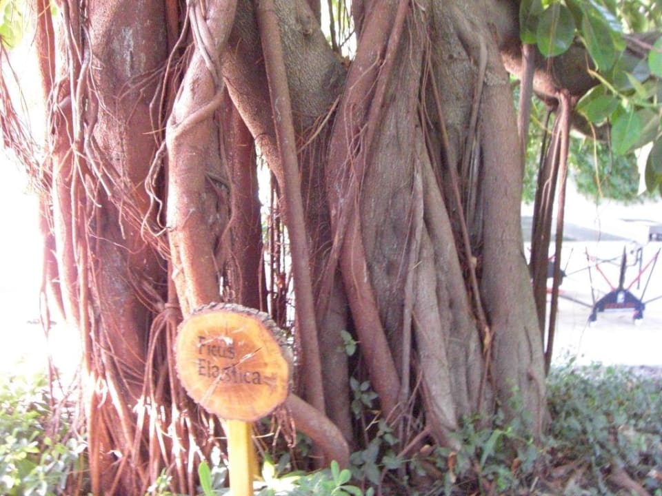 Garten Side Star Elegance