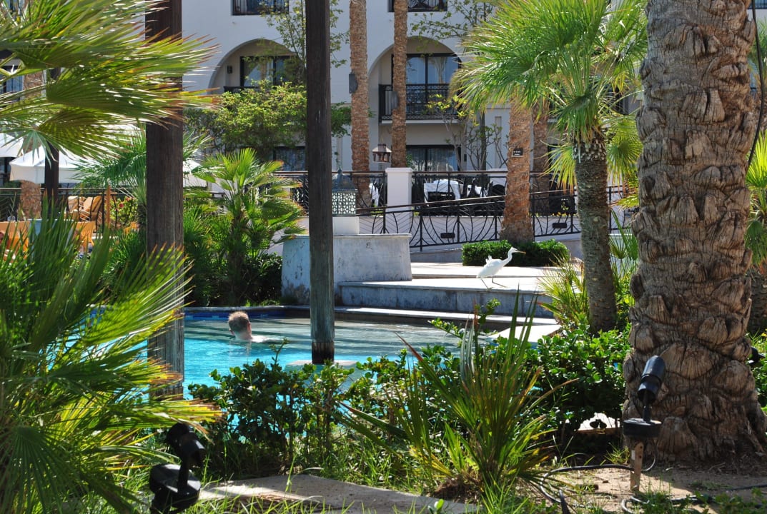 Süßwasserpool Pickalbatros Palace Hotel-Port Ghalib