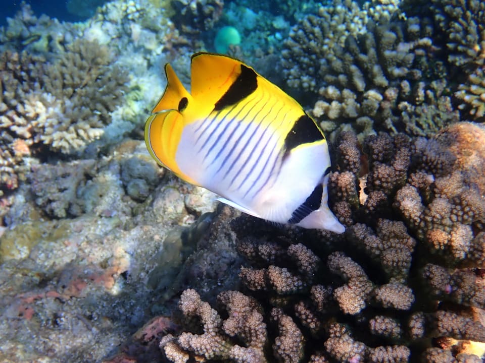 Sport & Freizeit Filitheyo Island Resort